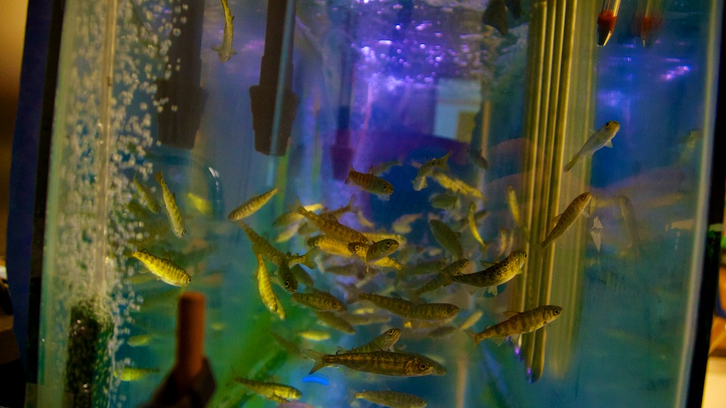 The salmon tank in DuAnne Cook's classroom at Rolland-Warner Middle School.